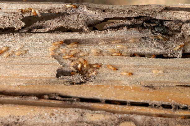 Best Commercial Pest Control Services  in Headland, AL